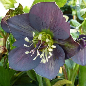 Lenzrose ‘Slaty Blue’ - Willemse