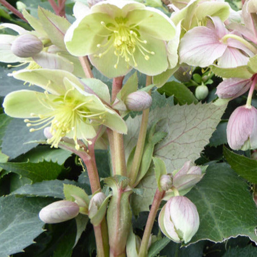 Stern's Helleborus - Willemse
