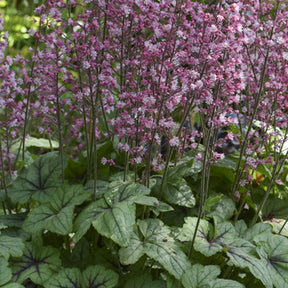 Heucherella ‘Pink Fizz’ - Willemse