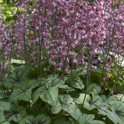 Heucherella ‘Pink Fizz’ - Willemse