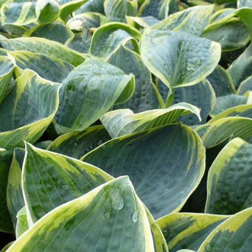 Hosta Sugar Daddy - Willemse