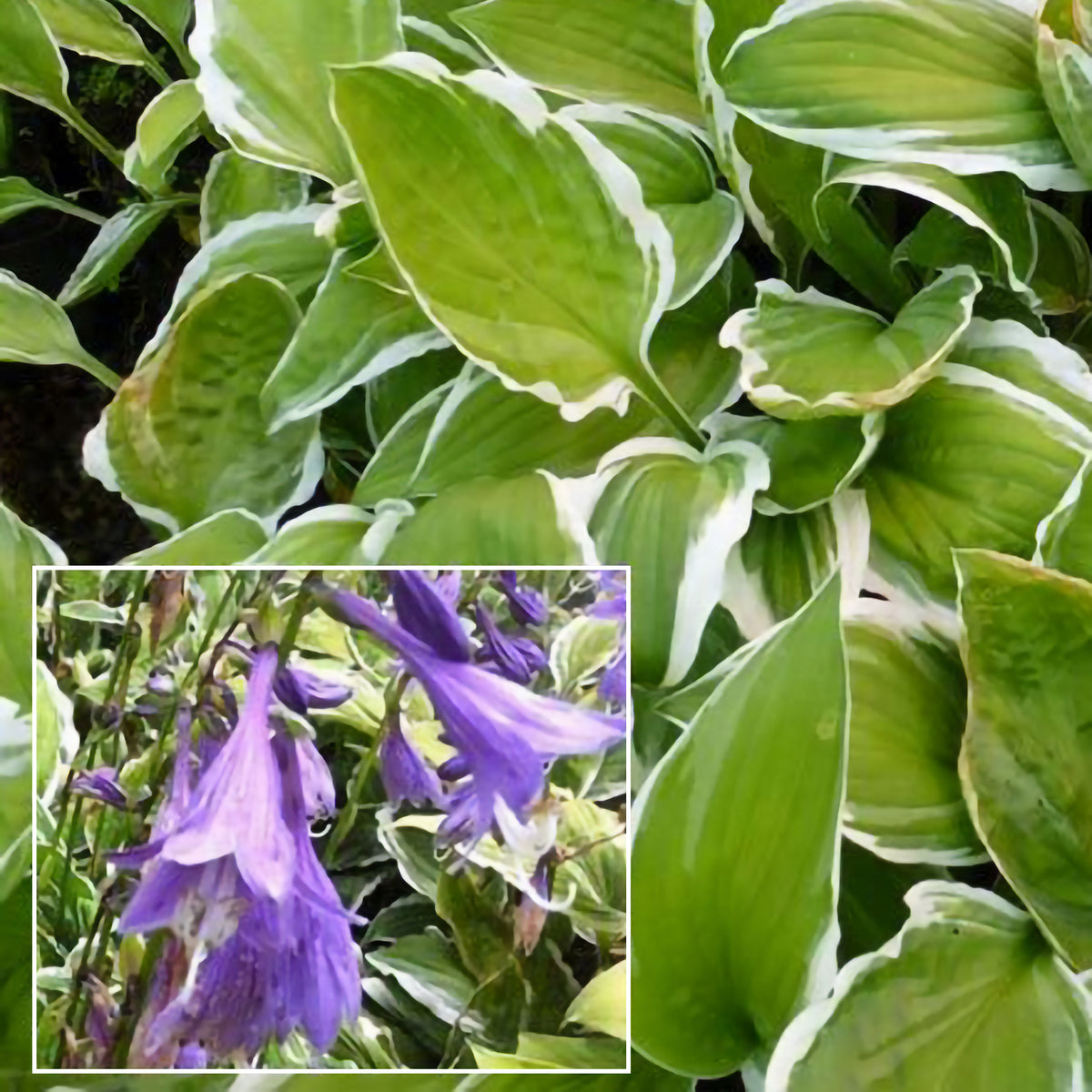 Siebolds Hosta Ginko Craig - Willemse