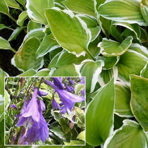 Siebolds Hosta Ginko Craig - Willemse
