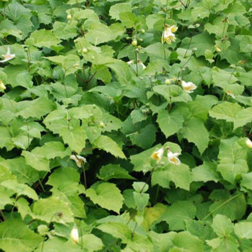 Wachsblume aus Korea - Willemse