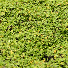 Kriechendes Fiederpolster ‘Minima’ - Leptinella dioica minima - Willemse
