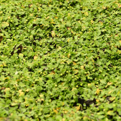 Kriechendes Fiederpolster ‘Minima’ - Leptinella dioica minima - Willemse