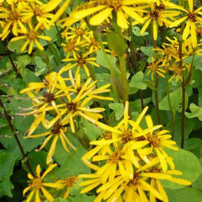 Goldkolben ‘Hessei’ - Willemse
