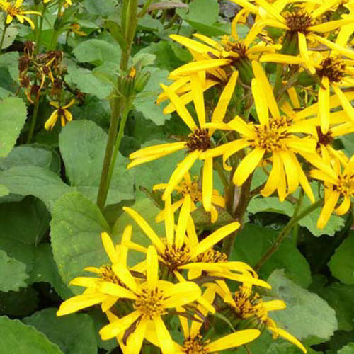 Goldkolben ‘Gregynog Gold’ - Willemse