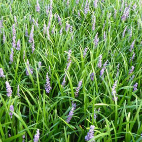 Liriope muscari Big Blue - Liriope muscari Big Blue - Liriope