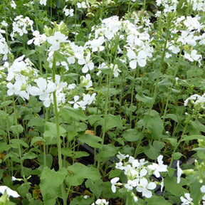 Lunaria annua albiflora - Einjähriges Silberblatt 'Albiflora' - Stauden