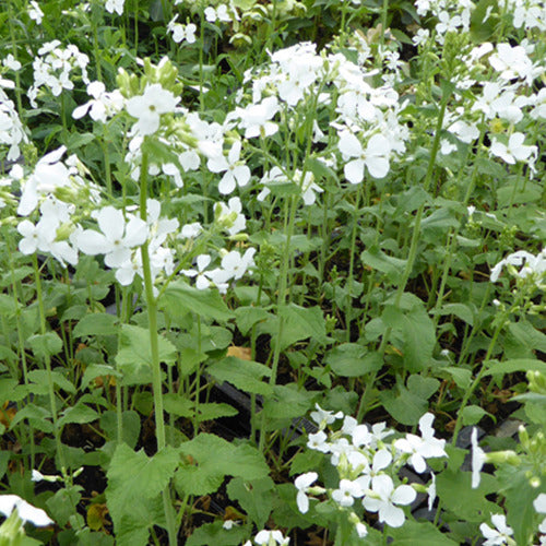 Einjähriges Silberblatt 'Albiflora' - Willemse