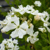 Brennende Liebe ‘Alba’ - Willemse