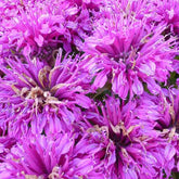 Monarde Purple Lace - Willemse