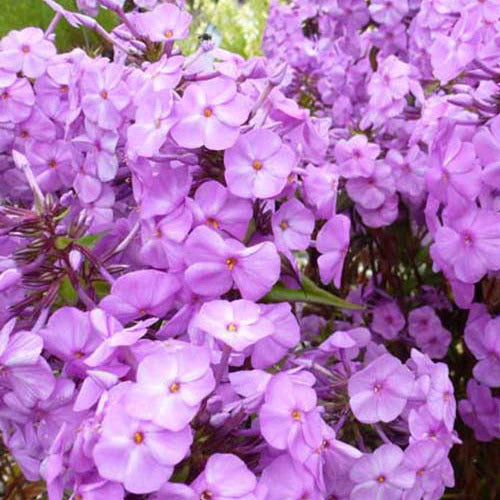 Gefleckter Phlox Rosalinde - Willemse