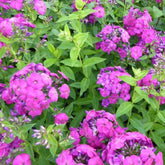 Hohe Flammenblume 'The King' - Willemse