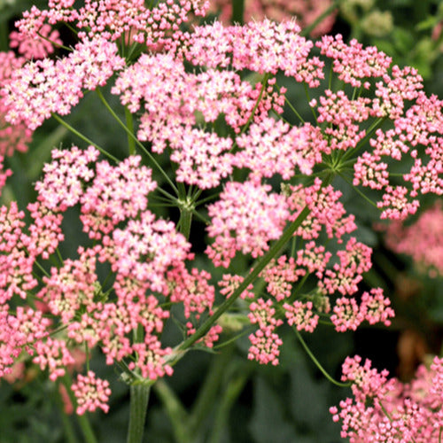 Große Bibernelle ‘Rosea’ - Willemse