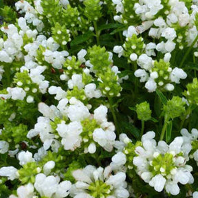 Großblütige Braunelle 'Loveliness' - Willemse