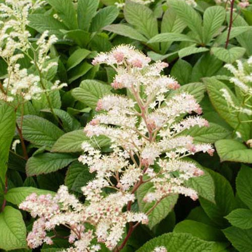 Kastanienblättriges Schaublatt - Rodgersia aesculifolia - Willemse