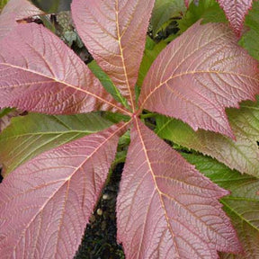 Schaublatt Rotlaub - Willemse