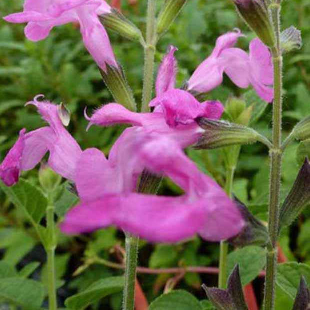 Salbei Pink Beauty - Salvia microphylla pink beauty - Willemse
