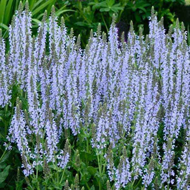 Steppen-Salbei ‘Crystal Blue’ - Willemse