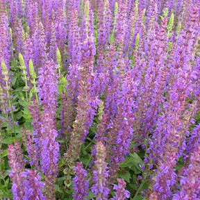 Steppen-Salbei ‘Ostfriesland’ - Salvia nemorosa ostfriesland - Willemse