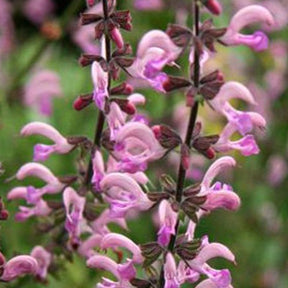 Salvia pratensis Rose Rhapsody (ballet series) - Wiesensalbei Rose Rhapsody - Salbei