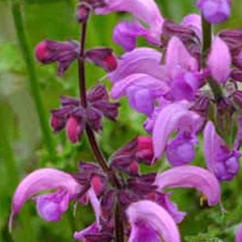 Wiesensalbei Sweet Esmeralda - Salvia pratensis sweet esmeralda ( ballet series ) - Willemse