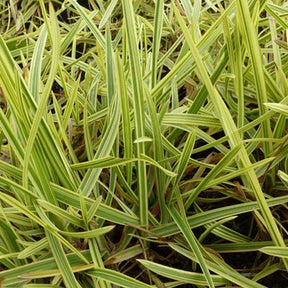 Buntblättriges Süßgras 'Variegata' - Willemse