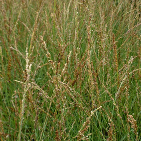 Blaues Pfeifengras Poul Petersen - Willemse