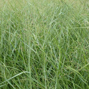 Rutenhirse ‘Prairie Sky’ - Panicum virgatum Prairie Sky - Willemse
