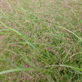 Rutenhirse ‘Warrior’ - Willemse