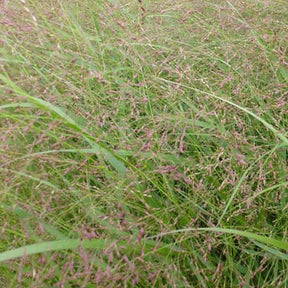 Rutenhirse ‘Warrior’ - Willemse