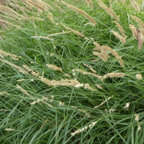 Wimpernfransen-Tupfergras - Willemse