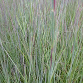 Präriegras ‘Prairie Blues’ - Willemse