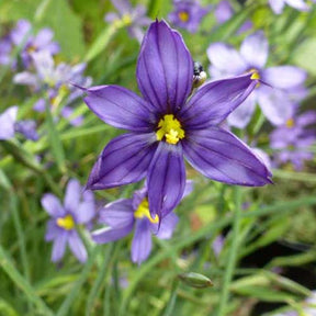 Blaue Binsenlilie - Willemse