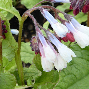 Großblumiger Beinwell Hidcote Blue - Willemse