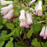 Großblumiger Beinwell Hidcote Pink - Willemse