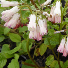 Großblumiger Beinwell Hidcote Pink - Willemse