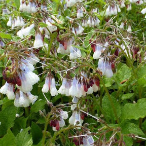 Großblumiger Beinwell Wisley Blue - Willemse