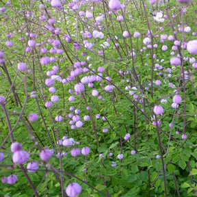 Thalictrum delavayi Splendide - Pigamon Splendide - Stauden