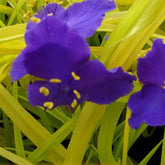 Dreimasterblume Sweet Kate - Willemse