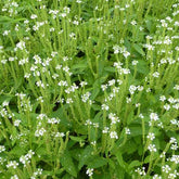 Eisenkraut ‘Alba’ - Willemse