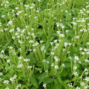 Eisenkraut ‘Alba’ - Willemse