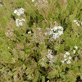 Röhriger Wasserfenchel ‘Flamingo’ - Oenanthe fistulosa flamingo - Willemse