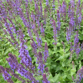 Blüten-Salbei Blaukönigin - Salvia nemorosa Blaukönigin - Willemse