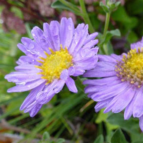 Sommer-Aster 'Rudolf Goethe' - Willemse
