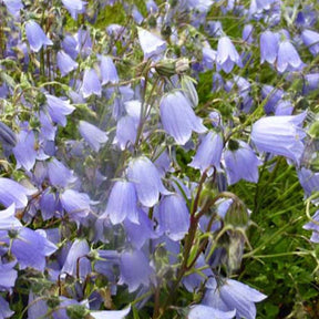 Zwerg-Glockenblume - Willemse
