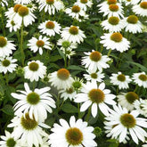 Sonnenhut ‘Pow Wow White’ - Willemse