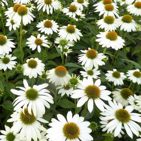 Sonnenhut ‘Pow Wow White’ - Willemse